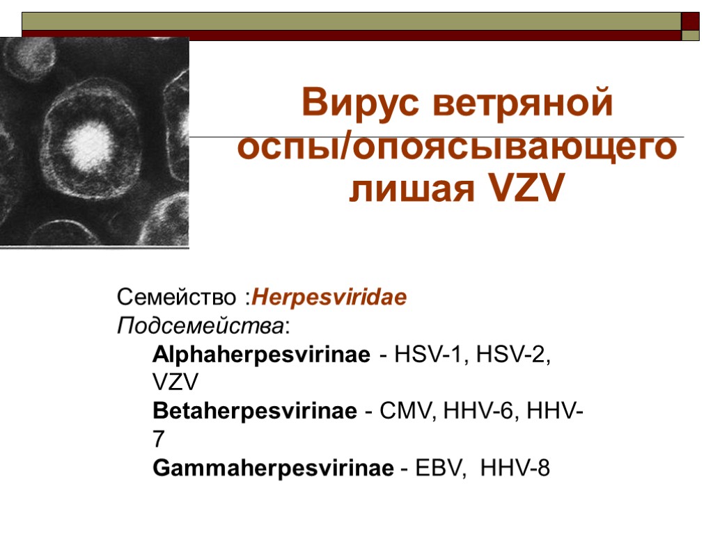 Вирус ветряной оспы/опоясывающего лишая VZV Семейство :Herpesviridae Подсемейства: Alphaherpesvirinae - HSV-1, HSV-2, VZV Betaherpesvirinae